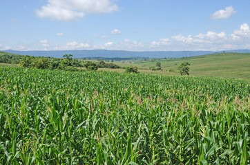 Fototapeta na wymiar Wide corn farm on the hill under blue sky