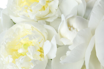 Beautiful white peonies as background, closeup view