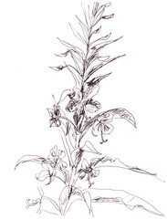 blooming sally, fireweed. graphic black and white drawing, botanical sketch. Hand drawn flower. Medical herb.