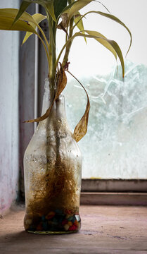 a small plant in a glass botttle