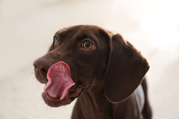 Beautiful brown German Shorthaired Pointer dog at home