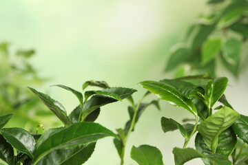 Green leaves of tea plant on blurred background