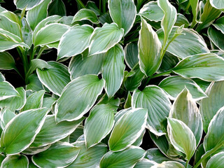 abstract decorative floral background of hosta leaves