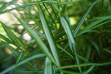 fresh green bamboo