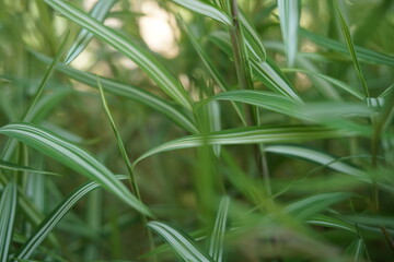 Fototapeta na wymiar fresh green bamboo