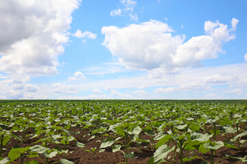 Agricultural field with young sunflower plants on sunny day
