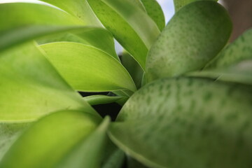 aloe vera plant