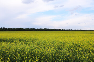 Fototapeta premium Beautiful view of blooming rapeseed field. Agriculture industry