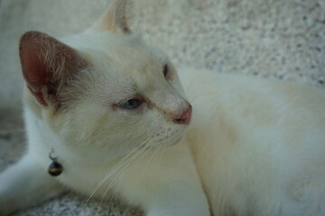 white persian cat