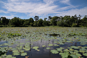 Obraz na płótnie Canvas 蓮の葉に覆われた池の上空に、白い雲が浮かぶ青空が広がっている風景