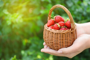 Woman holding wicker basket with ripe strawberries outdoors, closeup. Space for text