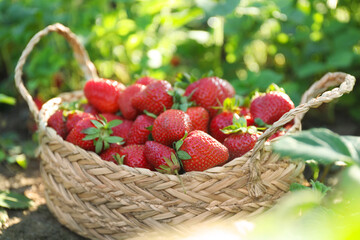 Fototapeta na wymiar Delicious ripe strawberries in wicker basket outdoors, closeup