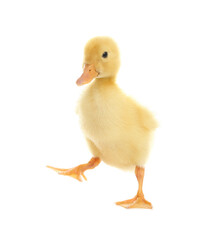 Cute fluffy baby duckling on white background