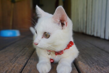 Fototapeta na wymiar white cat on the table