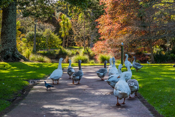 The geese walking in the park in Auckland Domain New Zealand
