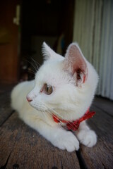 Fototapeta na wymiar white cat on the table