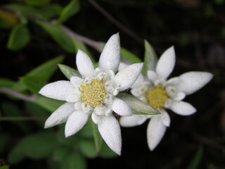 レブンウスユキソウ