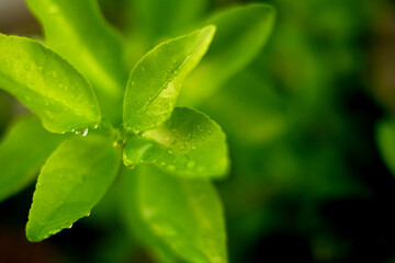 Dew drops on green leaves in the morning 2