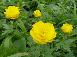 レブンキンバイソウ