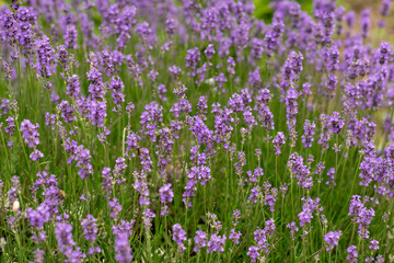 Background with blooming lavender bush.