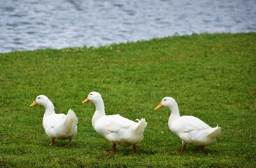 Fototapeta premium geese on the meadow