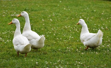group of geese