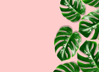 Tropical leaves Monstera on pink background.Green tropical leaves Monstera. Flat lay, top view