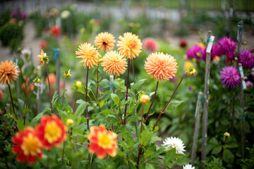 orange and pink dahlia flowers in the garden