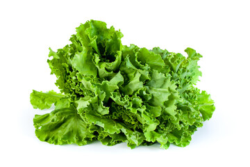 fresh green lettuce salad leaves isolated on white background, vegetable