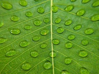 Full frame shot of water drops on green leaf