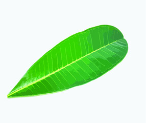 Obraz premium green leaf ecology nature element vector .