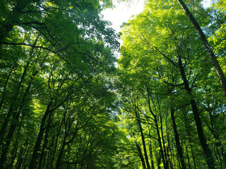 green canopy over the road