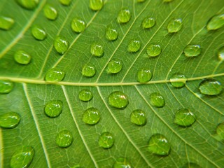green leaf with water droplets