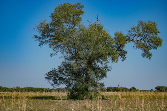 planta de quebracho colorado en medio del campo limpio