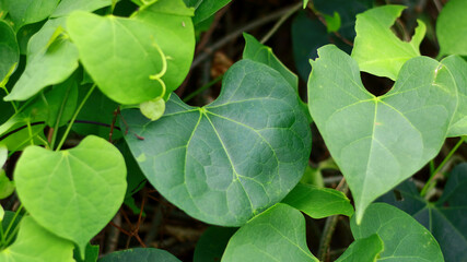 Tinospora cordifolia or heart-leaved moonseed plant in the garden.