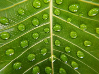 green leaf with water droplets