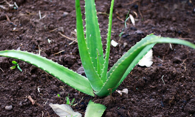 Aloe vera plant or lidah buaya in the garden. 
