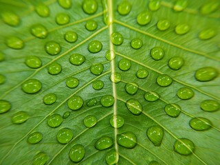 Full frame shot of water drops on leaves