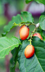 Bunchosia argentea or peanut butter fruit grow on plant.