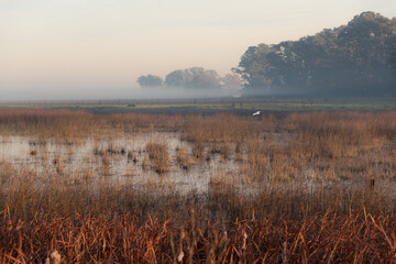 morning mist over swamp