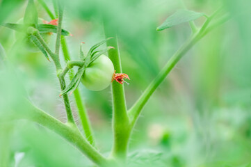 まだ子どものトマト