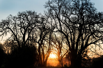 sunset behind trees