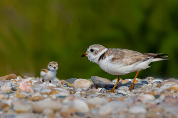 A loving mother of piping plover (Charadrius melodus) on a beach is calling her baby not to wander  into danger