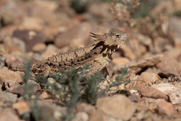 Spiky horny toad, Tucson Arizona