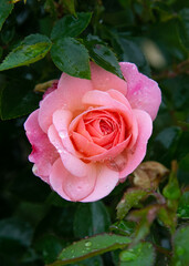 pink rose with dew drops