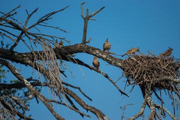 espineros crestudo o crestudos (Coryphistera alaudina), copetónes ubicados en su nido