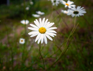 White daisy flowers on background of summer flowers.