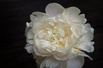 White peony flower on dark background.