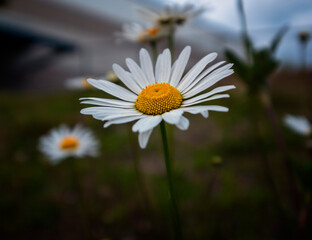 White daisy flowers on background of summer flowers.