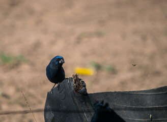 reina mora macho posada en bebedero